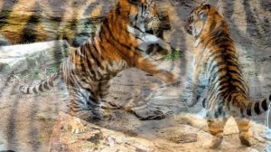 Тигры.Разные Породы тигров