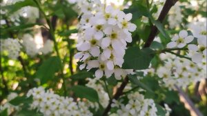 ДЕРЕВЕНСКАЯ ЖИЗНЬ  Купила дом в деревне и живу одна Деревня живёт своей жизнью