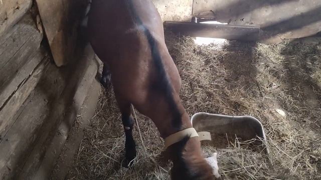 Есть ли запах от нубийского козла. Убрали бройлеров. смотреть онлайн