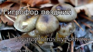 Гигрофор поздний - cъедобный позднеосенний гриб | Hygrophorus hypothejus