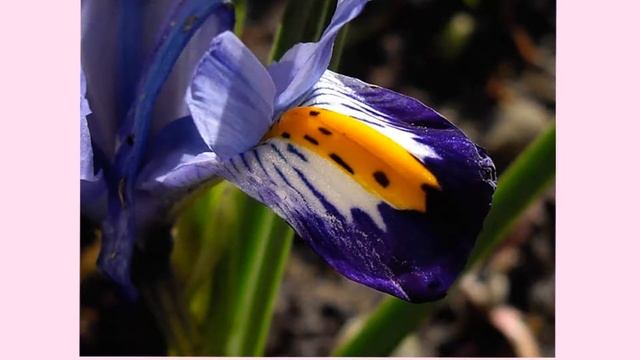 Иридодиктиум