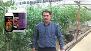 Внекорневые подкормки перца в пленочных теплицах