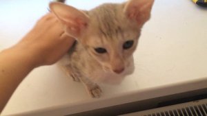 Ориентальный котёнок мурчит