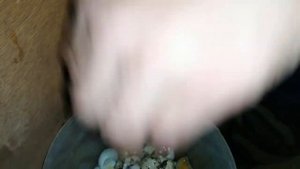 Вывод разнопородных перепелов.