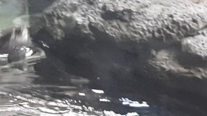 Как ныряют бобры