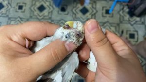 Конъюнктивит у попугая. У попугая воспалился глаз? Рассказываю что делать!