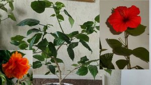 Гибискус на штамбе.Уход за гибискусом.