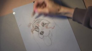 Как нарисовать собаку. Рисуем немецкую овчарку