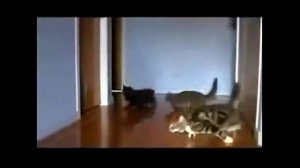 КОШАЧИЙ ДРИФТ - смешное видео, приколы, смотреть онлайн