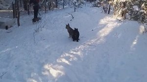 Как избавиться от бородавок Ходили врачу но они не сдавались