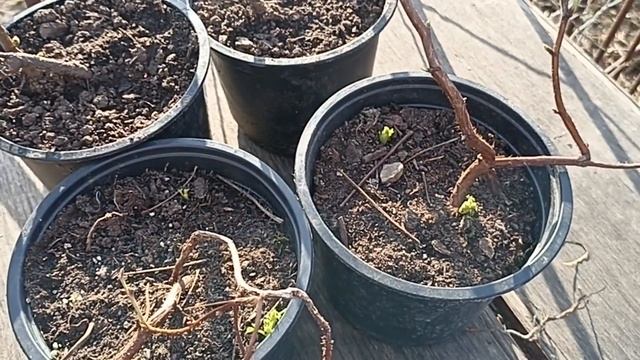 Вы Купили Малину // Что Учесть При Посадки Малины // 8-915-245-81-59 ТОЛЬКО ПИСЬМЕННО!!! смотреть онлайн