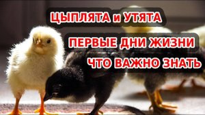 Цыплята и утята в первые дни жизни: как кормить, содержать