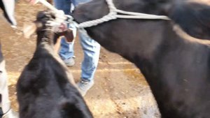 САМАРКАНД КАТТА КУРГОН МОЛ БОЗОРИ  ОНА БОЛА СИГИРЛАР НАРХЛАРИ ТЕЗ КУРИНГ.  7  05  2023