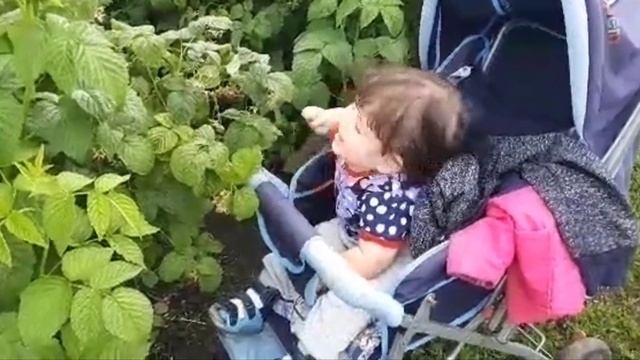 ДАШУЛЬКА ПОЕТ/ ЧИТАЕТ СТИШКИ/СОБИРАЕМ МАЛИНУ У БАБУЛИ НА ОГОРОДЕ)НУ А МАРСЕЛЬ(КОТ) КАЙФУЕТ БЕЗ ДАРЬ
