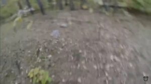 Wild ANIMALS attacks on HUMAN COMPILATION 2020 (SCARY MOMENTS)