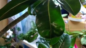 АДЕНИУМЫ ЦВЕТУТ!  На одном растении - два разных сорта!