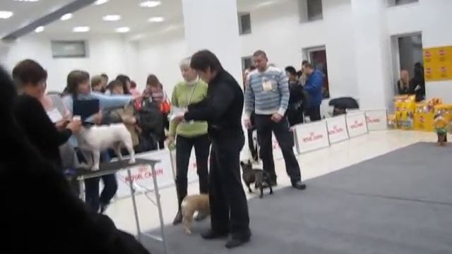 выставка г.Череповец 29.01.2011 г.(французские бульдоги) смотреть онлайн