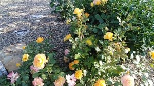 Роза Сахара. Sahara rose. Опаленная солнцем