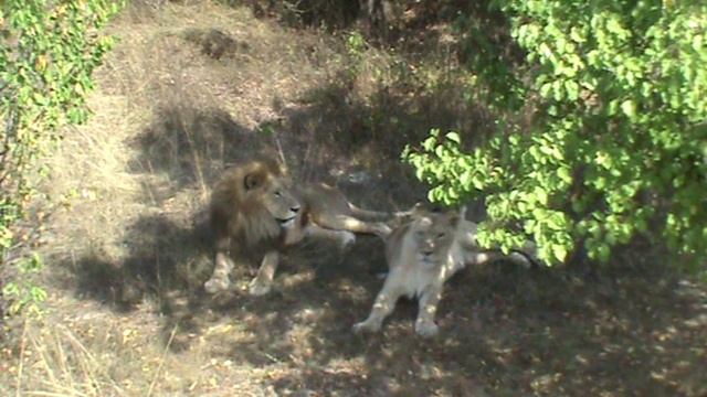 Львы сафари парк Тайган Крым
