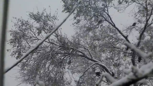 А У НАС ВЫПАЛ ПЕРВЫЙ СНЕГ... В ОЖИДАНИИ ЗИМЫ ... СНЕГ ОНЛАЙН ...снегопад в украине 2018 смотреть онлайн