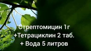 Бактериальный ожег яблонь и груш. Ранние симптомы. Как лечить.