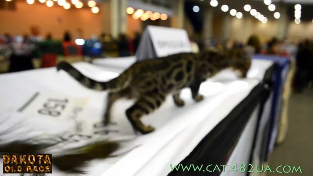 Юбилейная выставка кошек и котов в Харькове, 5 декабря, 2015 года, Радмир Экспохол, WCF, часть 5 смотреть онлайн