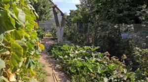 Ейск?Работа в огороде. Клоп вонючка!!!? Обработка...