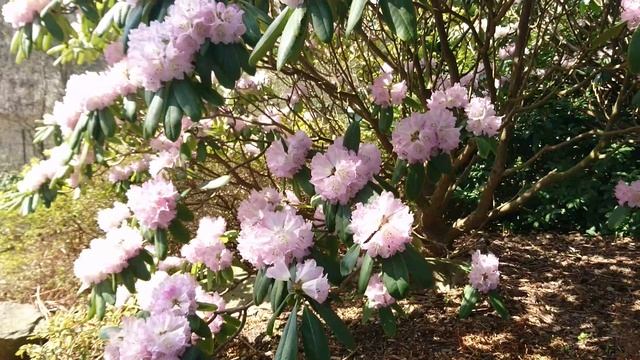 Рододендрон сычуаньский (лат. Rhododendron sutchuenense var. giraldii)