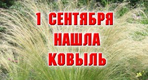 1 сентября. Нашла ковыль, высаживаю его.mp4