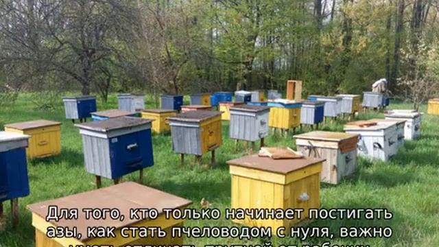 Пчеловодство для начинающих