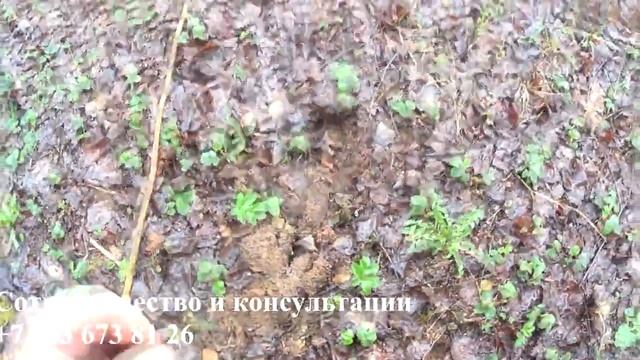 Абиссинская скважина в заповедных местах. Бурим у храма в пос. Гора Пневиц