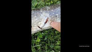 Ободранная щука легла на дно. Кто-то её поранил