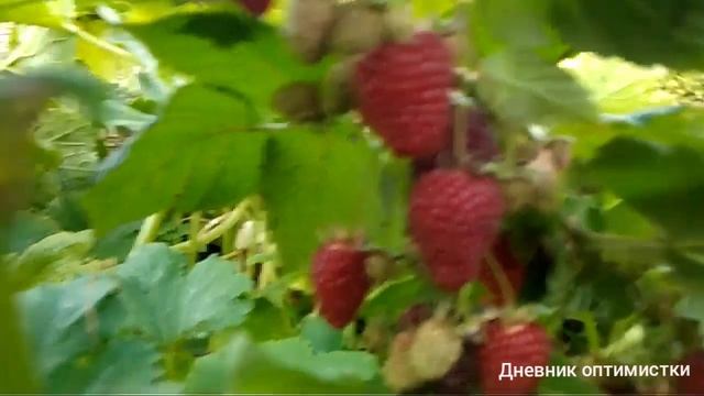 Яблоки и малина в конце сентября, архив 2019 год смотреть онлайн