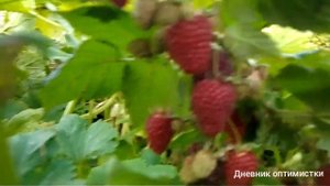 Яблоки и малина в конце сентября, архив 2019 год