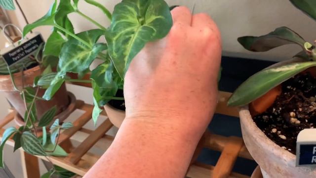 Houseplant Addiction Tour: Spring 2020