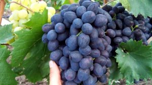 Виноград сорта "Каталония", урожай 2018. Grapes "Catalonia"