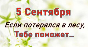 5 сентября народный праздник Луп Брусничник. Что нельзя делать. Народные традиции и приметы/Розмарин