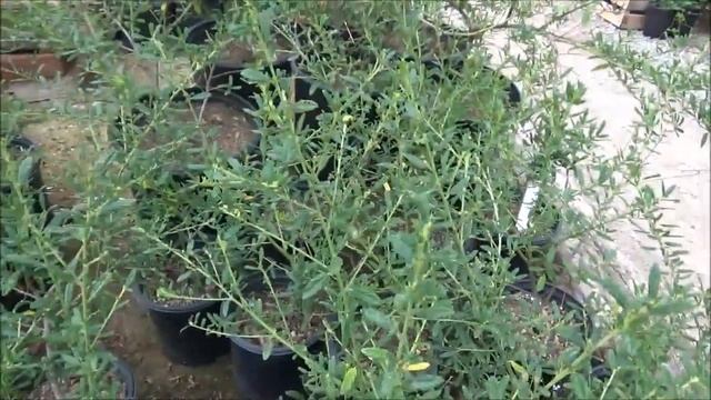 Ceanothus concha - 13 Weeks Of CA Natives смотреть онлайн