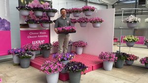 2020 PanAmerican Seed Petunia EasyWave Rose Fusion