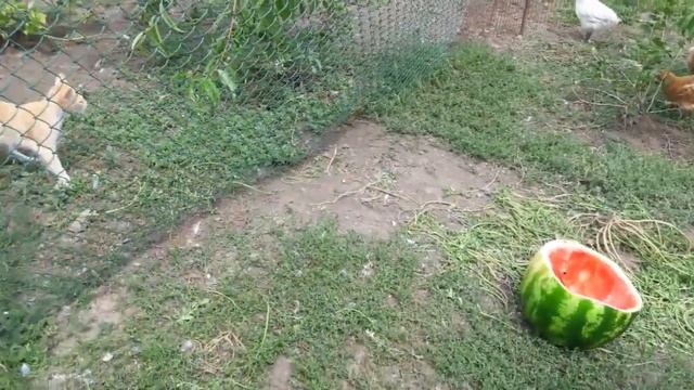 Мясные куры. Кормление цыплят в домашних условиях. Уход за цыплятами. смотреть онлайн