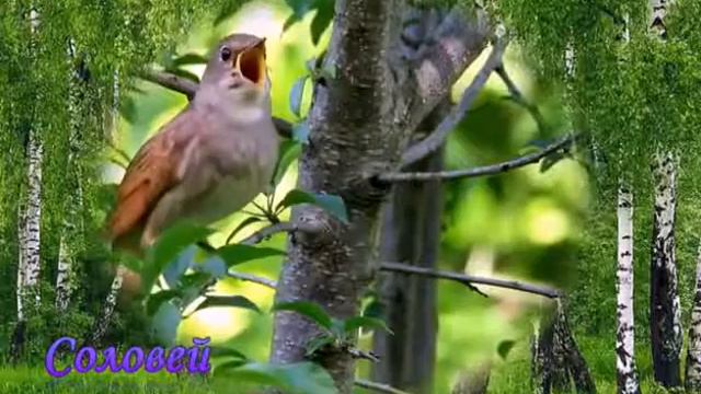 Птичка поёт очень хорошую песню смотреть онлайн