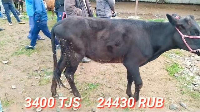 МОЛ БОЗОР ТОЧИКИСТОН / Молбозор Регар 16-май нархои бука ва гови гусаладор гуножин
