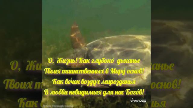 «С прекрасного далёка»Автор стиха и видео Любовь Переверзева. Музыка Джовани Марради.Стих ниже ? смотреть онлайн