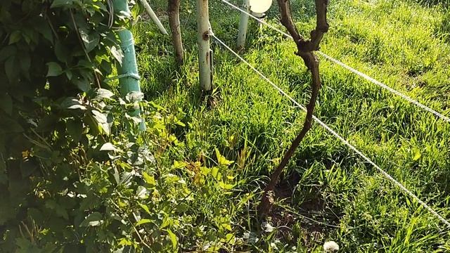 Виноград Подмосковья на 21.06.23г. Состояние кустов винограда в открытом грунте и теплице.