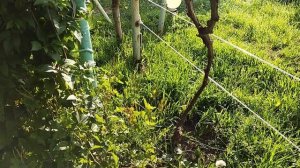 Виноград Подмосковья на 21.06.23г. Состояние кустов винограда в открытом грунте и теплице.