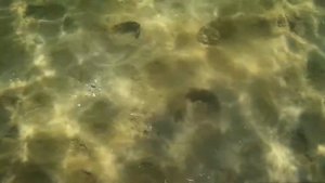 Подводная охота, крупный лещ о Плещеево