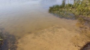 Белое озеро. Московская область/ Beloe (White) lake. Moscow region