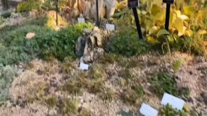 Жизнь до коронавируса в Южной Корее: Сад Утренней Тишины