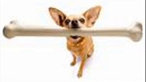 Who Let The Dogs Out with pictures