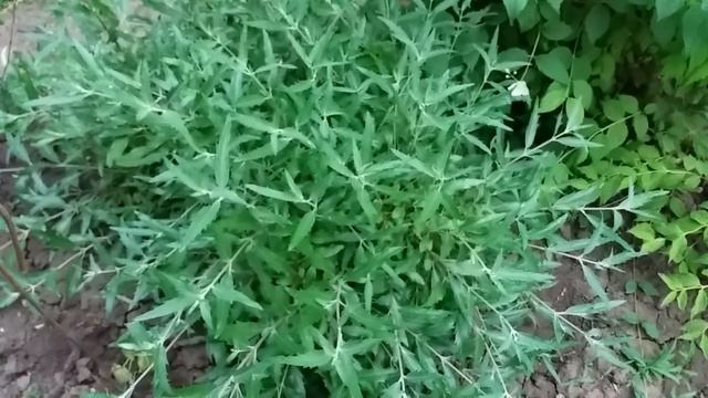 Прогулка по июньскому саду. Цветы и кустарники смотреть онлайн